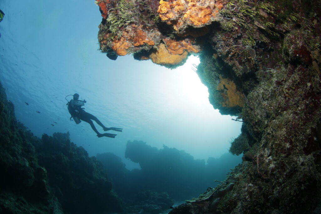 Cozumel Nudibranch Divers,